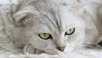 2026世界杯手机观看软件下载-窝囊出局瑕不掩瑜，莱比锡不是暴发户而是豪门胚子